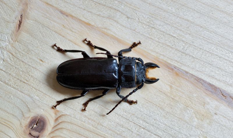 Carpet Beetle Extermination