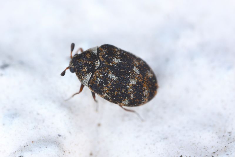 Carpet Beetle Removal