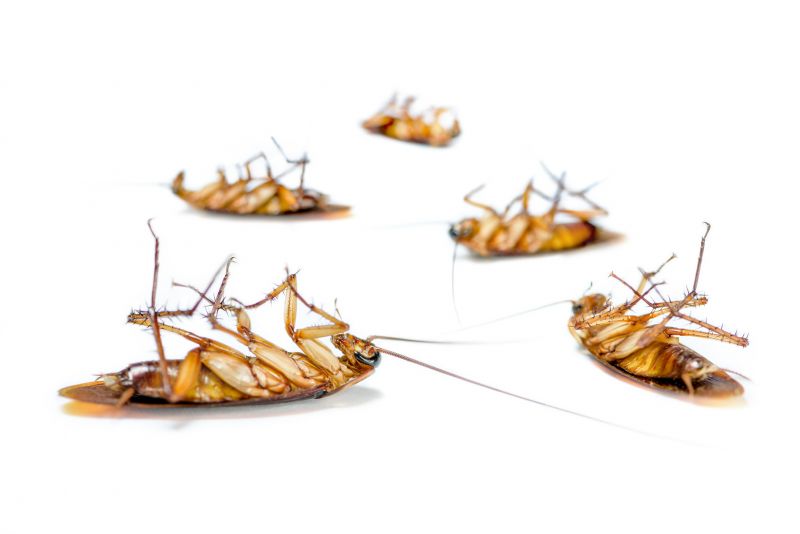 Cockroach Control Service