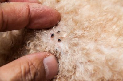 Flea Extermination