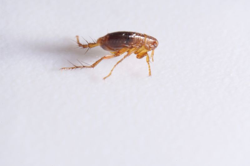 Flea Extermination