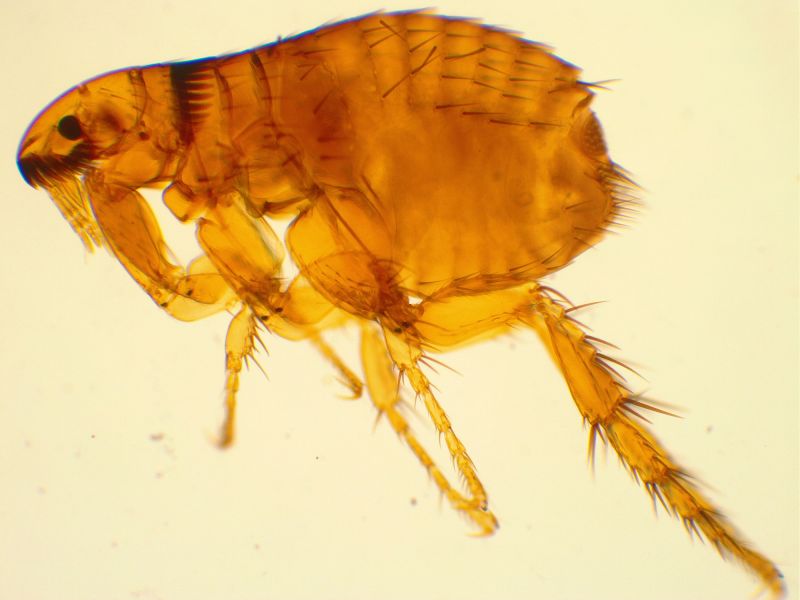 Flea Extermination