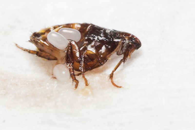 Flea Fumigation