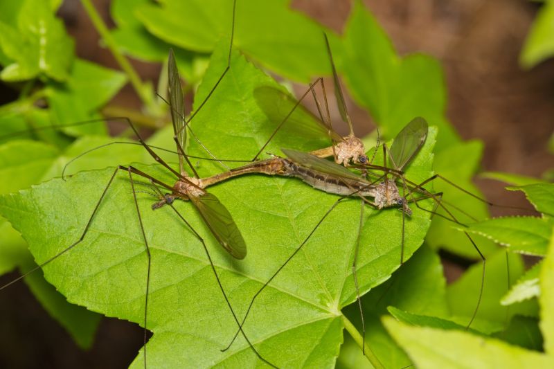 Fly And Mosquito Control Strategies