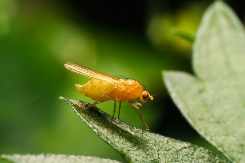 Fly Control Service