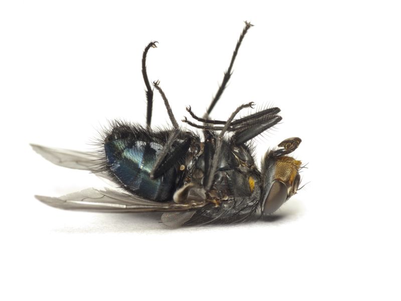 Fly Control Service