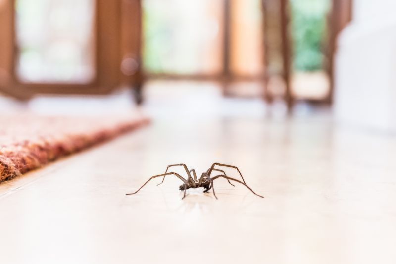 Hobo Spider Removal