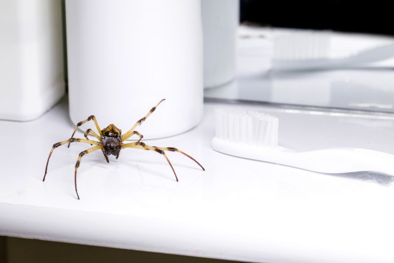 Hobo Spider Removal
