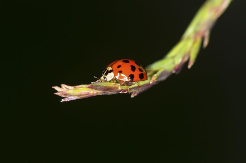 Ladybug Removal