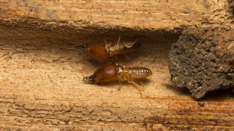 Termites and Wood-Destroying Pests