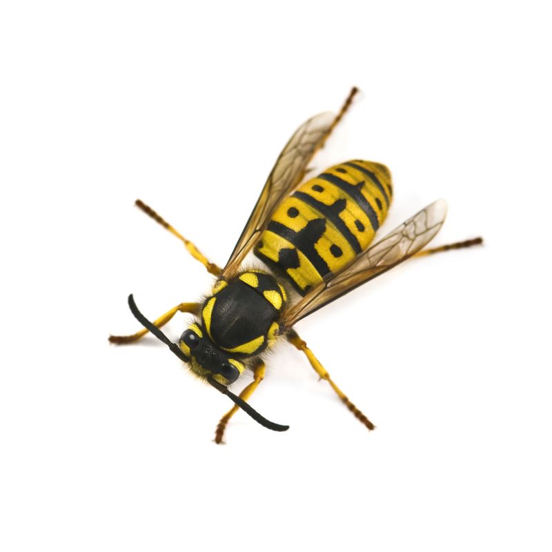 Stinging Insects like Wasps and Bees