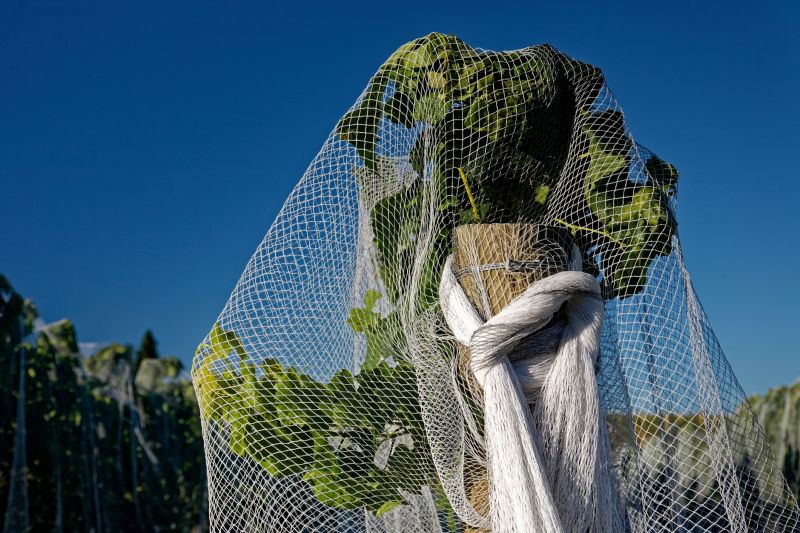 Pigeon Netting Installation
