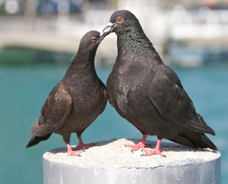 Pigeon Proofing Service