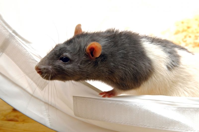 Rat Trapping Service