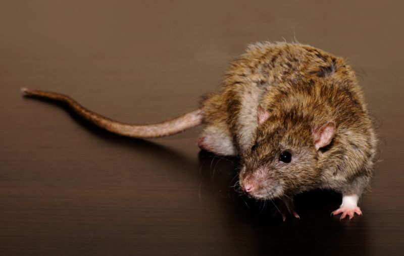 Rats Extermination