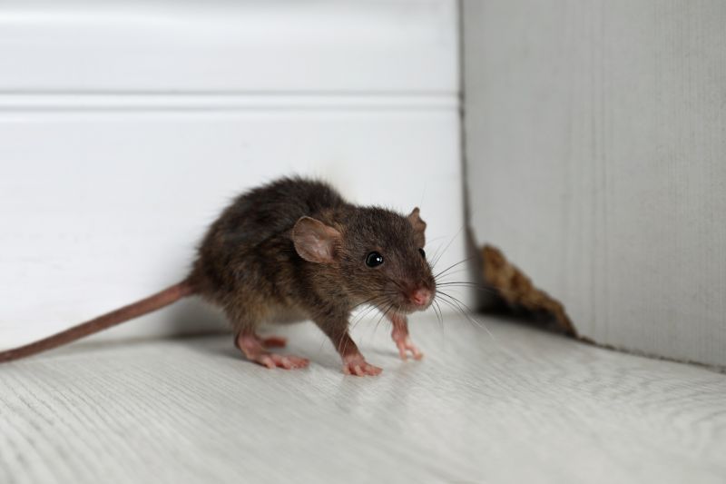 Rats Extermination
