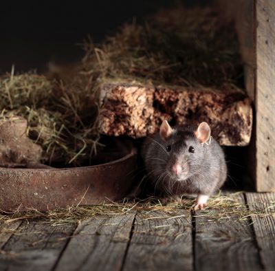 Rats Removal