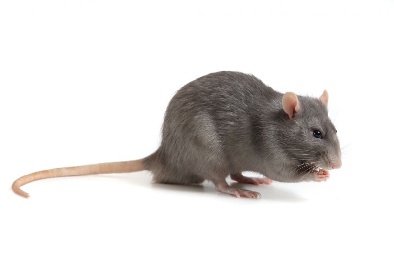 Rats Removal