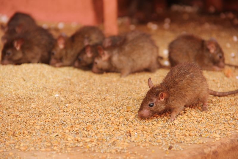 Rats Removal