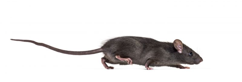 Rats Removal