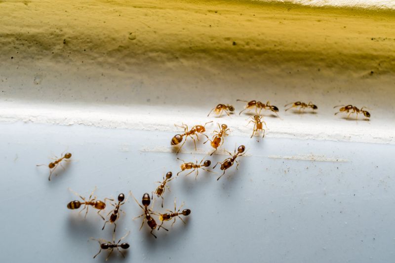 Red Ant Extermination