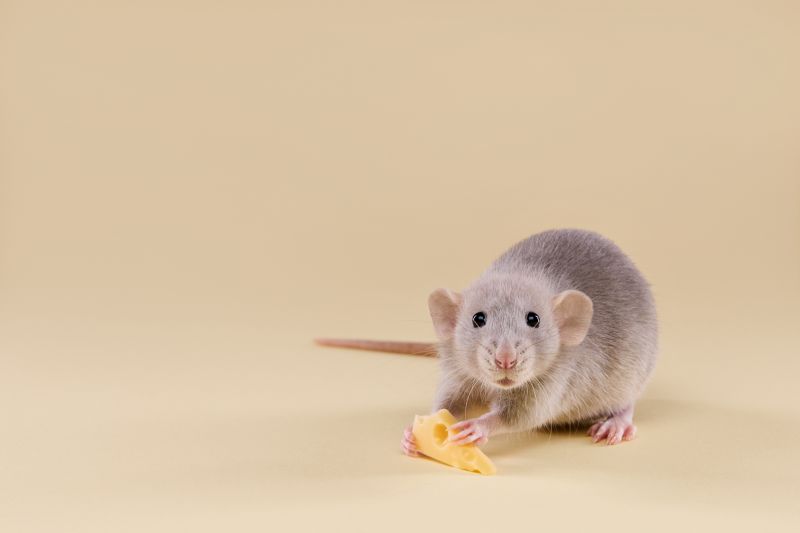 Rodent Extermination Service