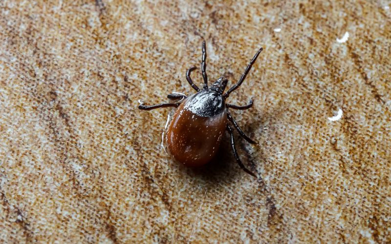 Seasonal Flea And Tick Control Strategies