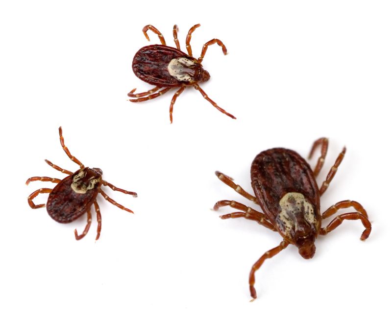 Seasonal Flea And Tick Control Strategies