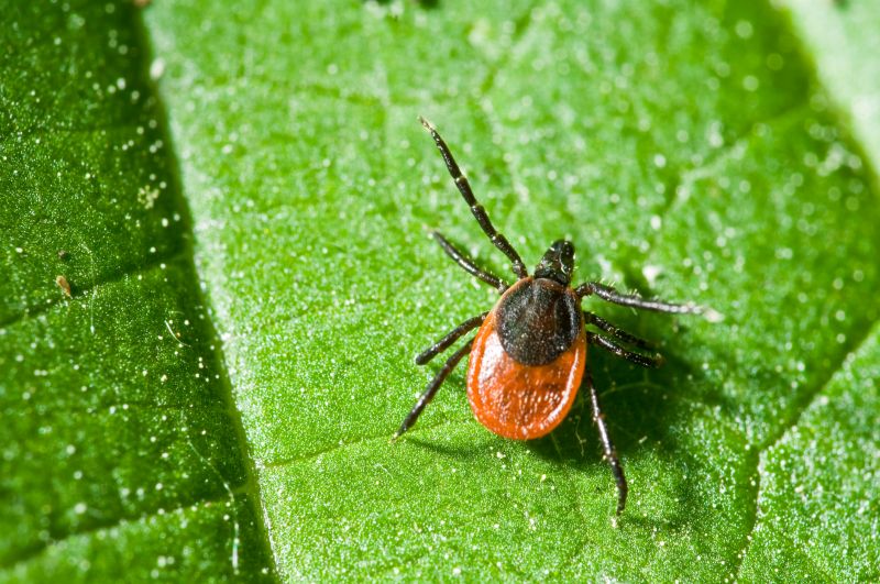 Signs Your Commercial Property Needs Flea And Tick Treatment