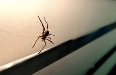 Spider Control Service
