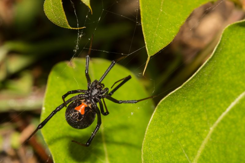 Tarantula Hawk Removal