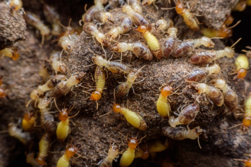 Termite Fumigation