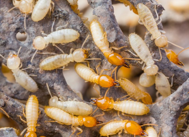 Termite Fumigation