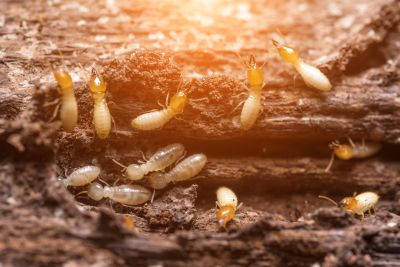 Termite Inspection Service