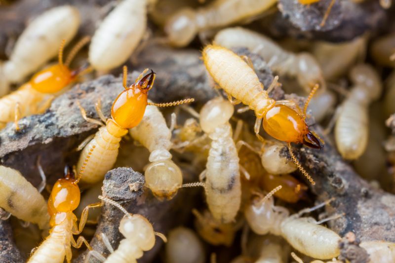 Termites Extermination
