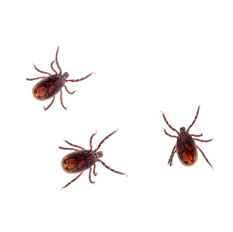 Tick Control Service
