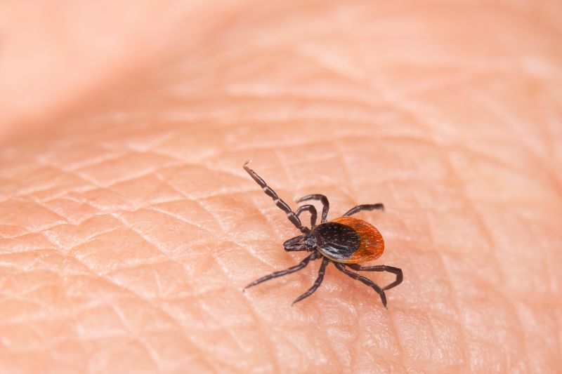 Tick Control Service