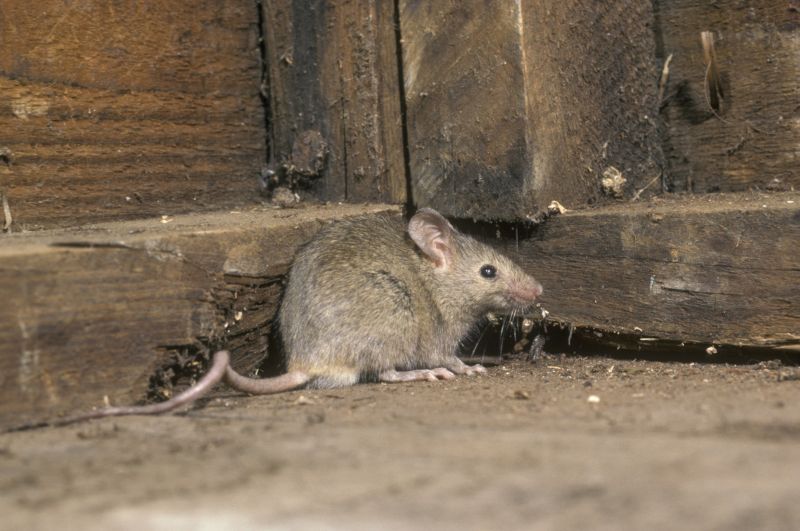 Vermin Extermination