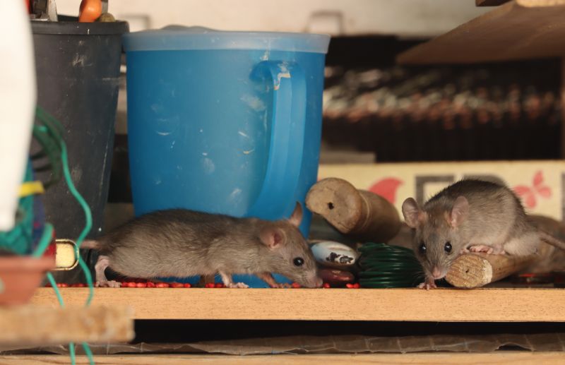 Vermin Extermination