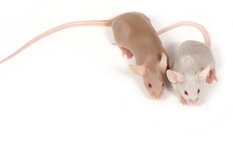 Vermin Extermination